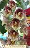 Ctsm. Jems Dragon Tears SVO AM/AOS x Orchidglade Davie Ranches